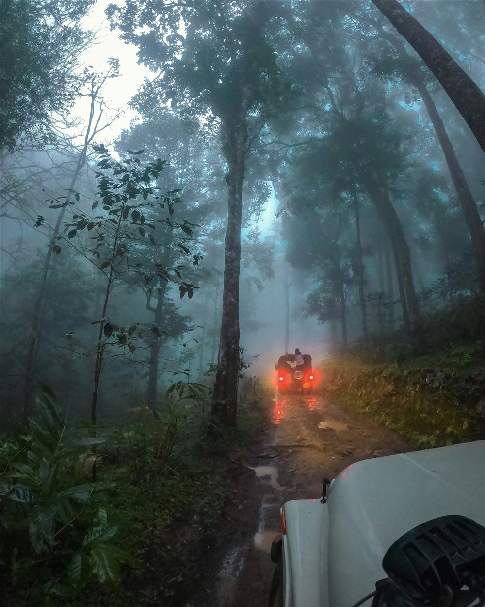 Misty plantation trails in the Western Ghats near Wayanad.